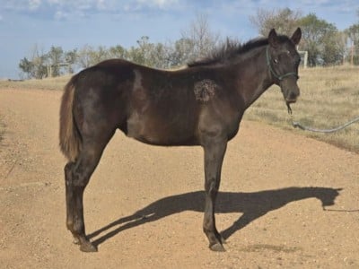 Bluestem Peponita JW<BR>AQHA PENDING